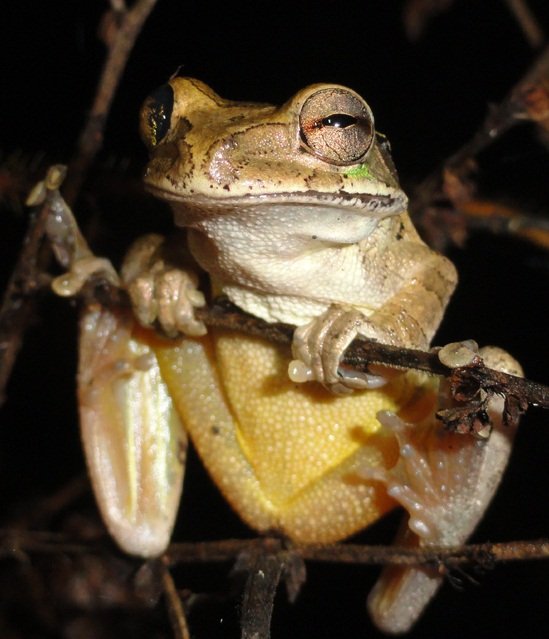 Fu frog zitro - Descubre las Ventajas del Fu Frog Slot Jugar Online en México